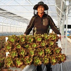 dbfresh 친환경 아쿠아포닉스 샐러드야채 모둠 벌크, 1개, 1kg