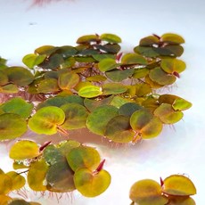 필란터스 플루이탄스 8촉