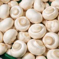 당일수확 부여 양송이버섯, 1박스, 특상품 양송이버섯 500g