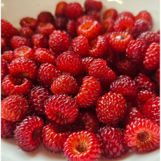 국내산 냉동산딸기 햇 산딸기 제철 냉동 새콤달콤 고당도 달콤한 생 산딸기, 1개, 500g