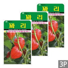 세인화분 꽈리 50립 - 국산 씨 씨앗, 3개