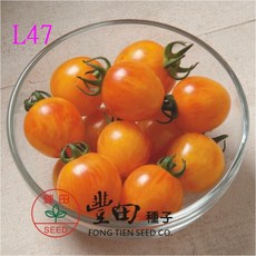 L47 圓型條紋(亮黃帶橘)蕃茄種子 中包裝 豐田種子, 1包