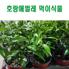 생물농장 호랑나비애벌레먹이식물(중)