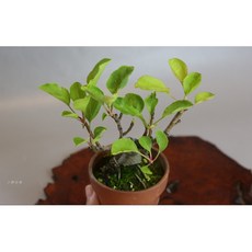 小樹安每 日本海棠 進氣歧管 提升引擎性能, 1個