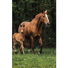 [ 905691 ] 말 노트북/저널 A5 줄 노트 100페이지 [페이퍼백], [ 905691 ] 말 노트북/저널 A5 줄 노트 10