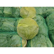 좋은 야채 국내산 양배추 3통 1망, 6kg, 1세트