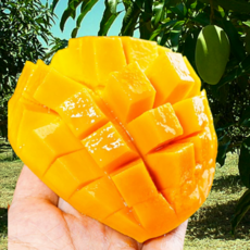 [한정특가] 프리미엄 침샘폭발 태국 골드망고, 1박스, 2kg(4-6과) 특대