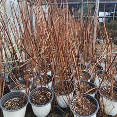 미국수국 핑크아나벨 5치포트 개화주 수국묘목 나무언니, 1개, 핑크아나벨 나무