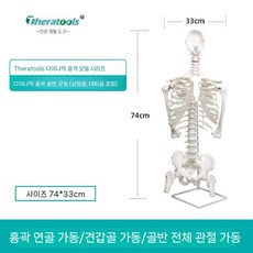 골반 요추 뼈모델 해부학 인체 실습 교육용 골격 뼈모형, 화이트 다이나믹 흉부 골반 모델