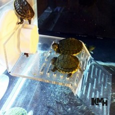 거북이 쉼터 M 거북이용품 거북이섬, 거북이쉼터-M