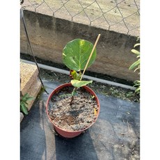 《伍寶園藝木藝》斑葉海葡萄，居家裝飾盆栽，熱帶風情，質感木藝，送禮自用