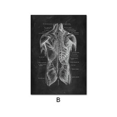 인간의 해부학 포스터, A2 42x60cm 프레임 없음, NQ321B