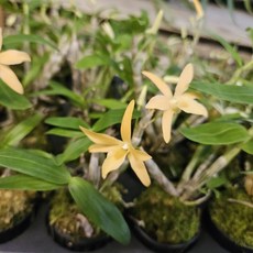 석곡 ~황제, 1개