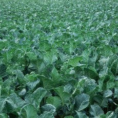 [농부마음] 유기농 쌈 케일 800g, 1개, 상세 설명 참조