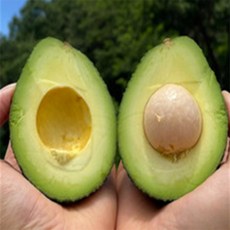 유쎌몰 아보카도대과 200g 5과 고급과일 신선과일, 대과 200g 5과