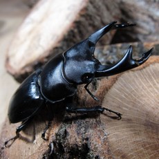 꼬마풍뎅이 왕사슴벌레 성충, 02왕사수컷54-57mm, 1개