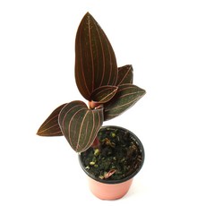 갑조네 아름다운 난초식물 해마리아(소품) 실내 인테리어 식물, 2개