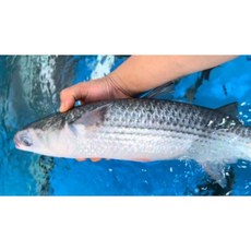 [ 홍길동수산 ] 숭어회 필렛 2kg 손질 후 약 600~680g 광주 서구 회 맛집 [원산지:국내산], 2개, 1kg(매운탕 포함)