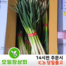 ( 오일장 상회 ) 국내산 흙대파 900g~1kg 1단 2단 3단 10단 업소용 가정용, 1개, 900g