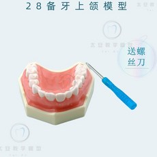 덴티폼 교체 사랑니 위생사 고시 모형 DS 9A, 28. 윗니 위턱 모형, 1개
