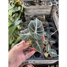 霏霏園藝 黑絡絨 特價一棵340元 園藝植物 庭院造景 盆栽花卉