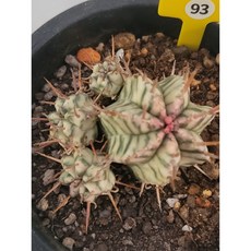 [가람다육] 멜로포르미스금 선인장, 1개, 멜로포르미스금93