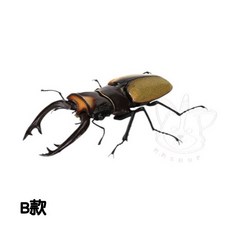 BANDAI 轉蛋 扭蛋 生物大圖鑑 鍬形蟲篇09 模型 全6款, 1個, B款/拉克拉爾奧鍬甲1C531