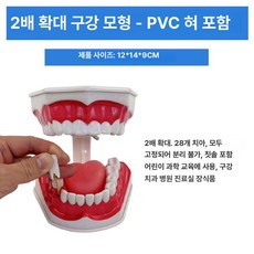 구강 실습 치아 분리 스케일링 덴티폼 교육 연습 이빨, PVC 구강+혀 2배 하부 분리 가능, 1개, 1L