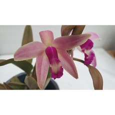 [신라난농원]카틀레야원종.렐리아 루페스트리스(크리스파타).Laelia rupestris.실생종.예쁜핑크색의 진핑크색립프.좋은향기.고급종.귀한품종.인기.재입고.필독뒷사진참고, 1개