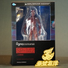figma SP-142 桌上美術館 人體模型 理科教室 可動完成品, 1個