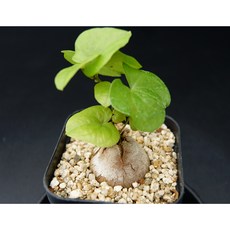 구갑룡 실생품- Dioscorea elephantipes 구근식물 거북이를 닮은 식물