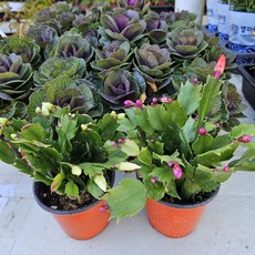 개발선인장 분홍 흰색 개발선인장 소품 (20cm 미만), 1개