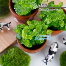 薄荷草 中景水草 五株裝, 1個