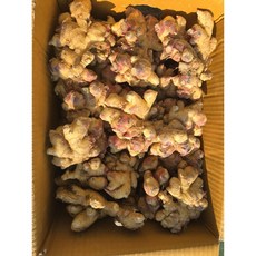 해돋이농산 국산 생강 햇생강 흙생강 1kg 5kg 10kg, 1개
