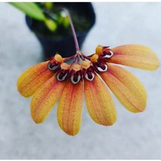 Bulb mastersianum橘傘花豆蘭/蝴蝶蘭環境容易栽培，2.5吋盆栽，花朵碩大，冬季避寒