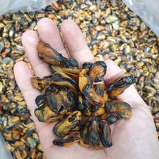 오늘의바다 국산 햇 건홍합 말린홍합, (실속형)300g, 1개