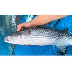 [ 홍길동수산 ] 숭어회 필렛 1kg 손질 후 약 300~340g 광주 서구 회 맛집 [원산지:국내산], 1개, 1kg ( 매운탕포함)