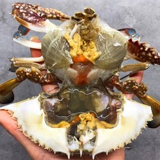 활 암꽃게 1kg 알베기 당일조업 4미 내외, 1개, 암꽃게 1kg(4~6미 내외)