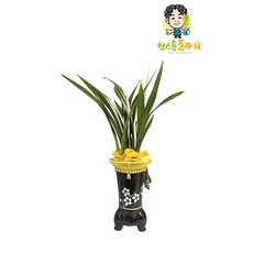 산천보세 동양란 개업 승진 축하화분 인테리어화분 동양난, 동양란 - 산천보세, 지방 구 단위 지역(배송비 1만원 추가), 1개