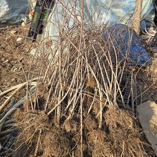 착한가격 나무생각 / 수양홍도화 / 실생3년 / 1등묘, 1개