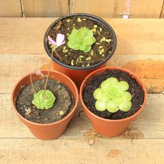 식충식물제비꽃3종한셋트아그나타+모란넨시스+에세리아나)^^대박특가세일, 1개