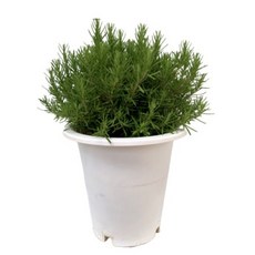 대성식물 로즈마리 대형식물, 1개
