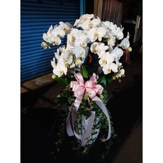 六株蝴蝶蘭組合盆栽/開幕開市/榮升榮調/喬遷/會員大會/競選總部成立/高約120cm寬約50-60公分, 1個