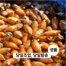 [미더덕마을]창원진동 참미더덕 1kg, 1개