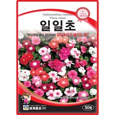 세계종묘 일일초 씨앗 50립 일일초 꽃씨 종자, 1개