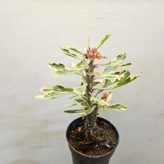 꽃보다 아름다운 잎새~무늬 꽃기린