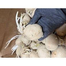 26년 싹이 난 씨감자 소분판매 두백 1kg 보급종 재배용, 1개