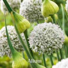 알리움(Allium) 핑퐁(1set 5구) '아주 작은 구근입니다' 추식 구근 금강원예, 5세트