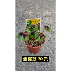 霏霏園藝 幸運草, 1個