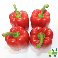 사라상회 파프리카 10Kg (비품 - 빨강), 1개